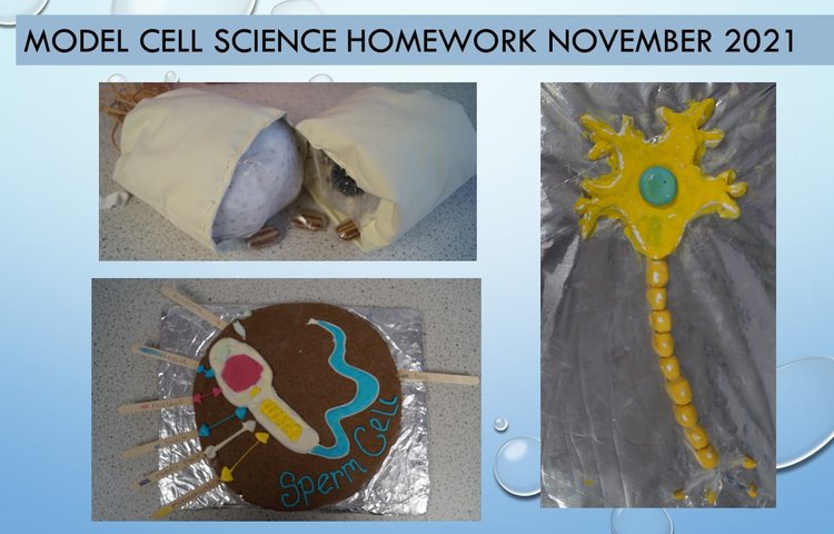 Image of Marvellous Model Cell Science Homework